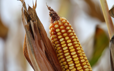 South Africa’s Maize Market: A Strategic Overview for Businesses in the Value Chain