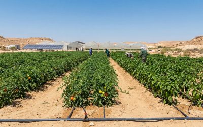 Israel Desert Agriculture